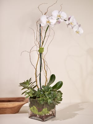 Single White Phalaenopsis Orchid- Clear Glass