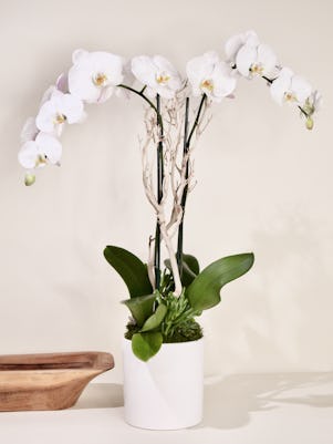 Double White Phalaenopsis Orchid-White Ceramic