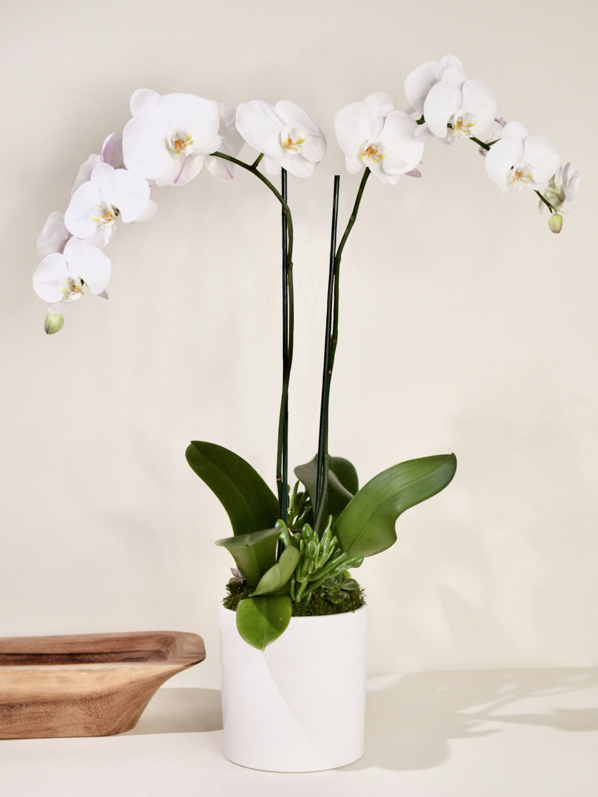 Double White Phalaenopsis Orchid Planter - French Florist