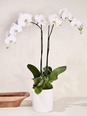 Double White Phalaenopsis Orchid Planter