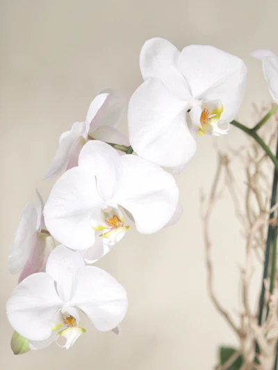 Double White Phalaenopsis Orchid-White Ceramic