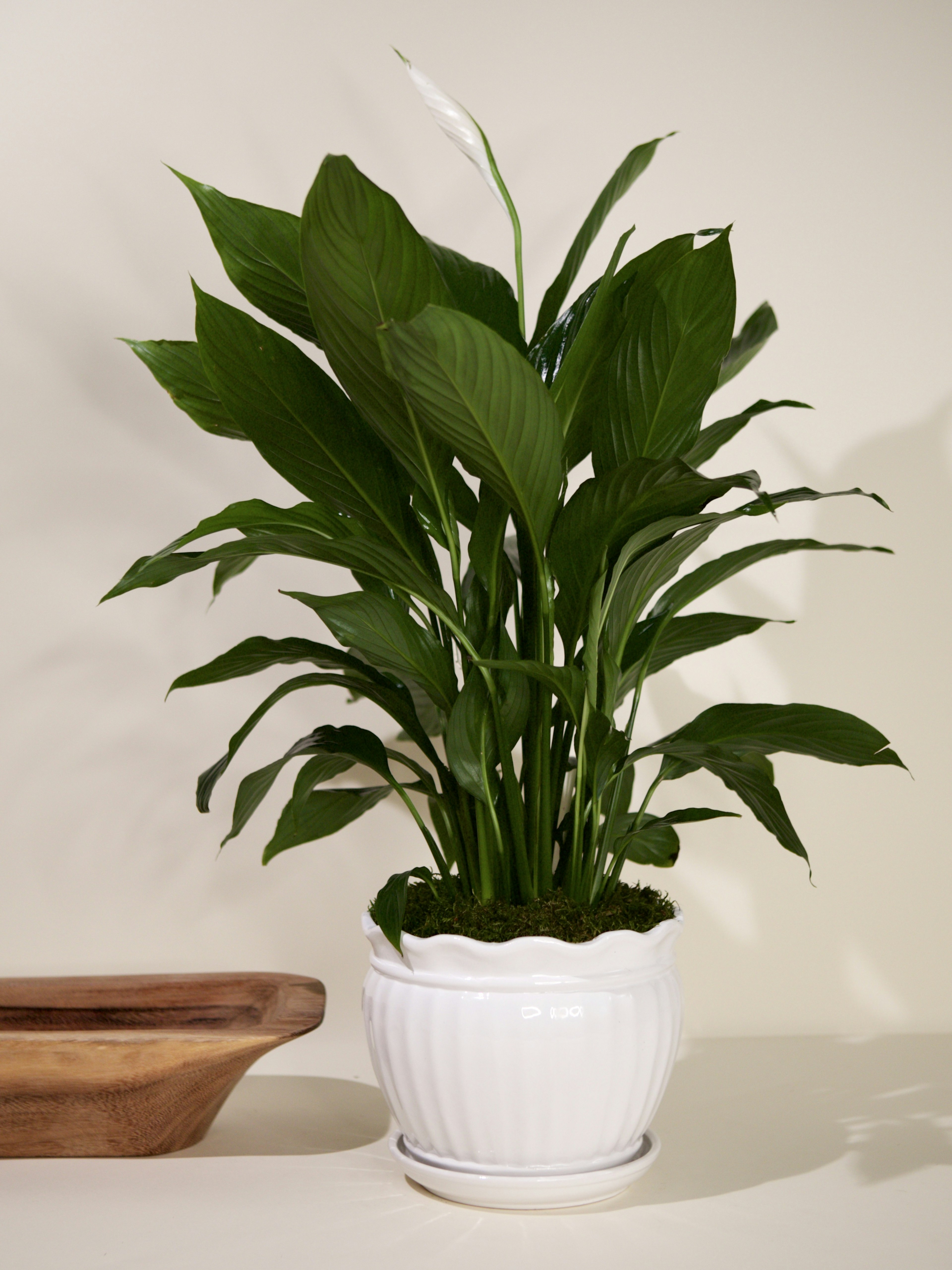 Peace Lily Plant White Ceramic | French Florist