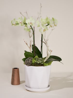 Double Mini Phalaenopsis-White Ceramic