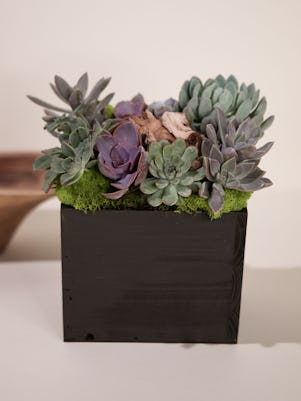 Medium Succulent Garden- Wooden Box