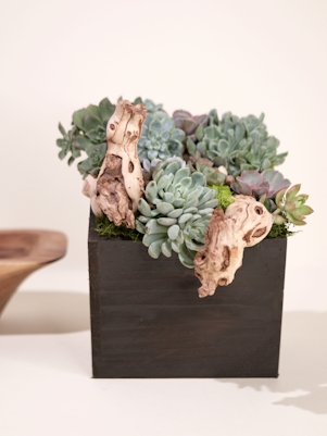 Large Succulent Garden-Wooden Box