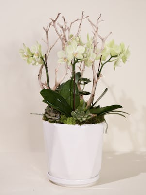 Four Mini Phalaenopsis Orchid-In Ceramic