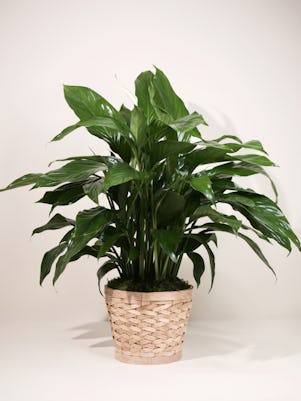 Peace Lily Plant- Basket