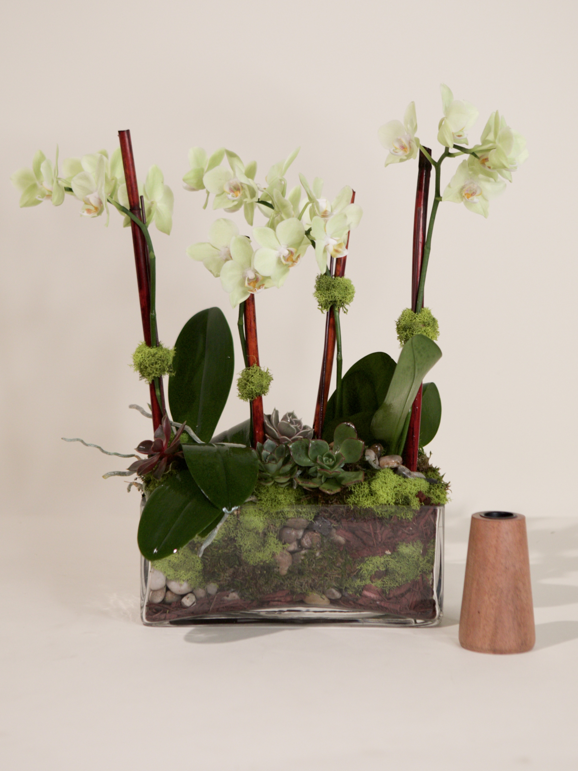 Four Mini Phalaenopsis Orchids-Clear Glass