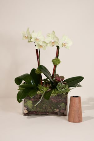 Double Mini Phalaenopsis Orchid-Clear Glass