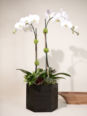 Double White Phalaenopsis Orchid-Wooden Box