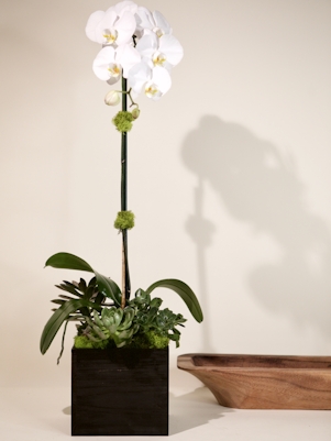 Single White Phalaenopsis Orchid- Wooden Box