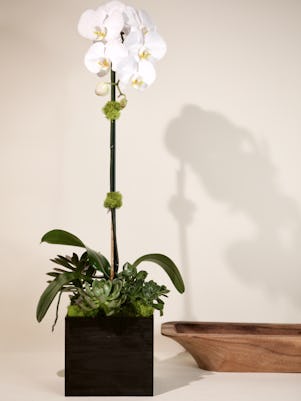 Single White Phalaenopsis Orchid- Wooden Box