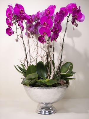 Bowl of 6 Purple Phalaenopsis