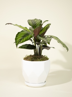 Calathea Plant