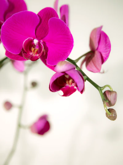 Double Purple Phalaenopsis