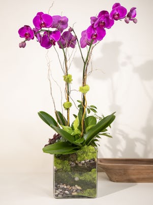 Double Purple Phalaenopsis-Clear Glass