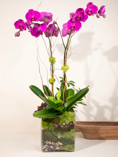 Double Purple Phalaenopsis-Clear Glass