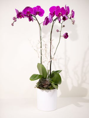 Double Purple Phalaenopsis-White Ceramic