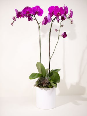 Double Purple Phalaenopsis