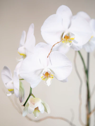 Double White Phalaenopsis Orchids-Clear Glass Vase