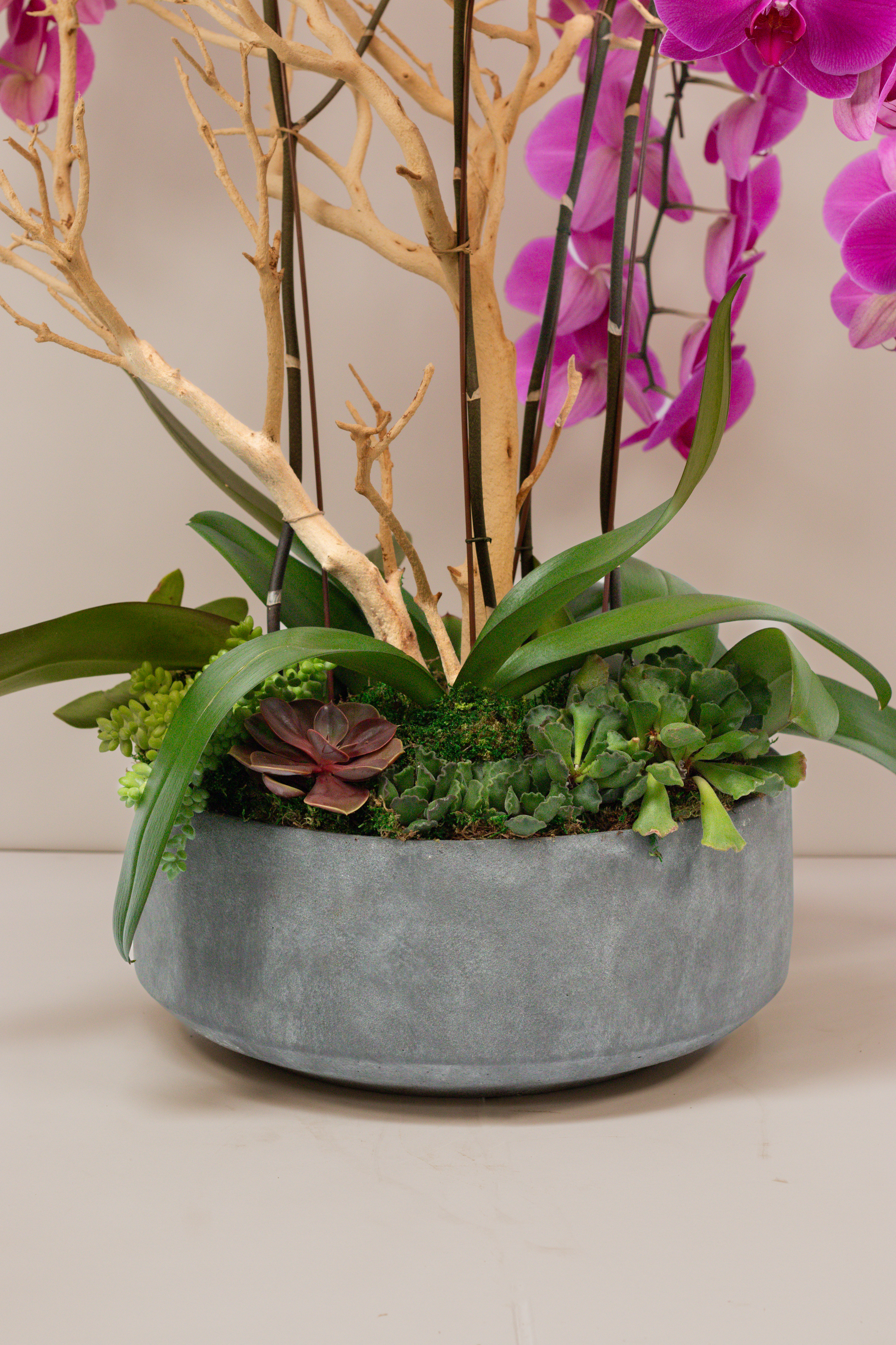 Stone Orchid