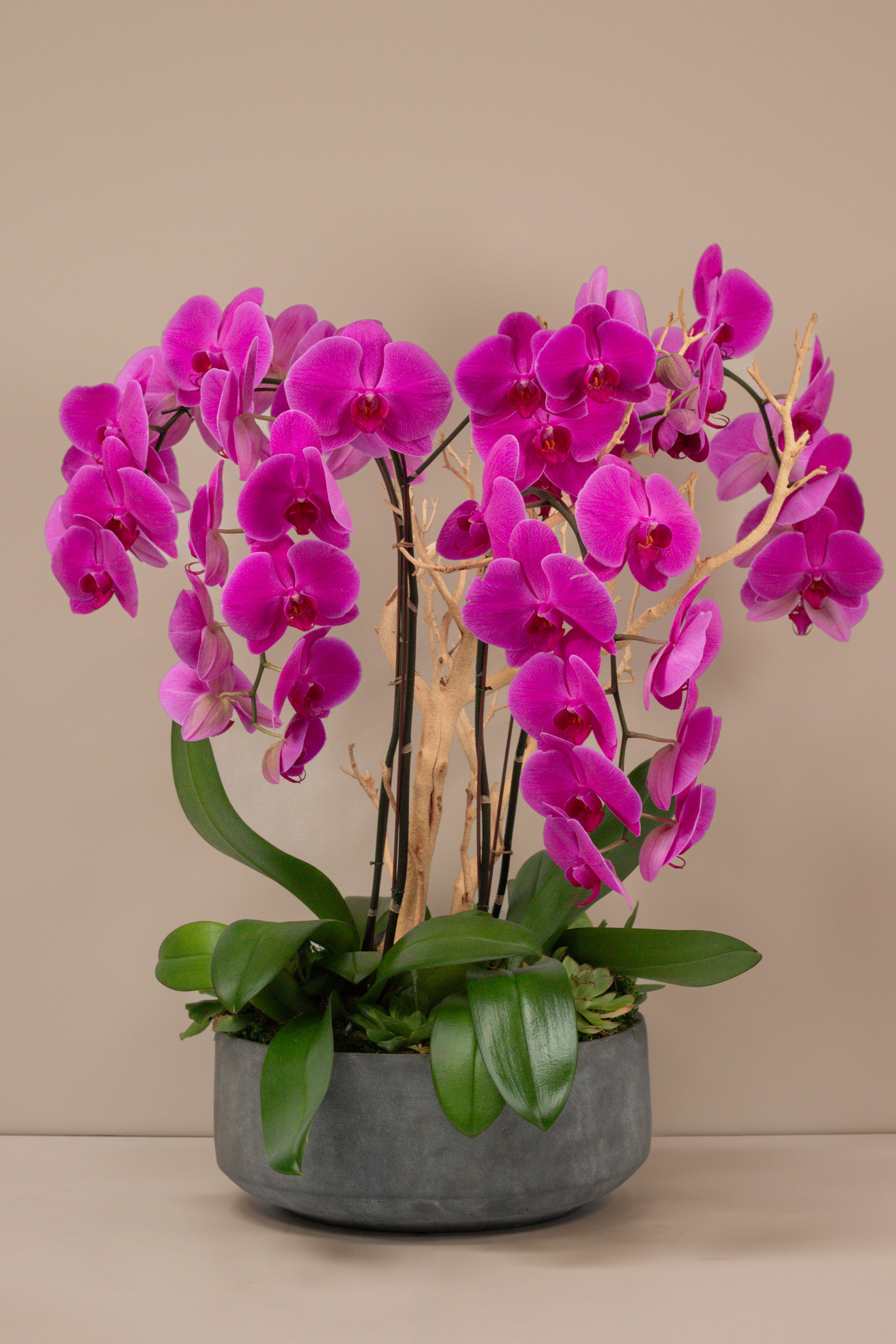 Stone Orchid