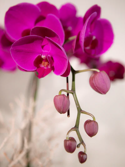 Four Purple Phalaenopsis Orchid-Silver Bowl