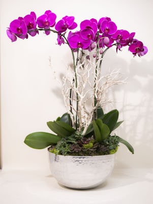 Four Purple Phalaenopsis Orchid-Silver Bowl