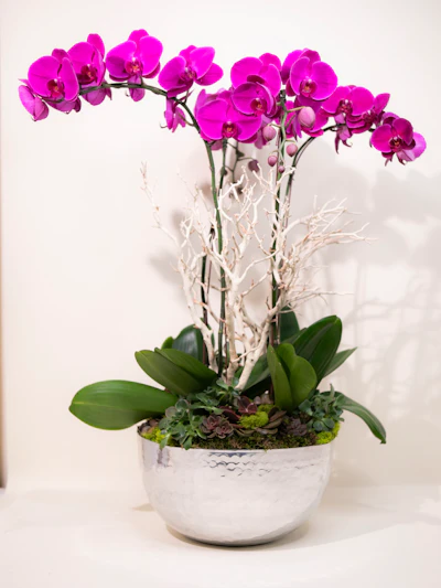 Four Purple Phalaenopsis Orchid-Silver Bowl