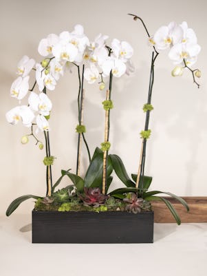 Four White Phalaenopsis Plants-Wooden Box