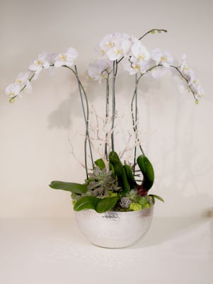 Four White Phalaenopsis Orchids- Silver Bowl