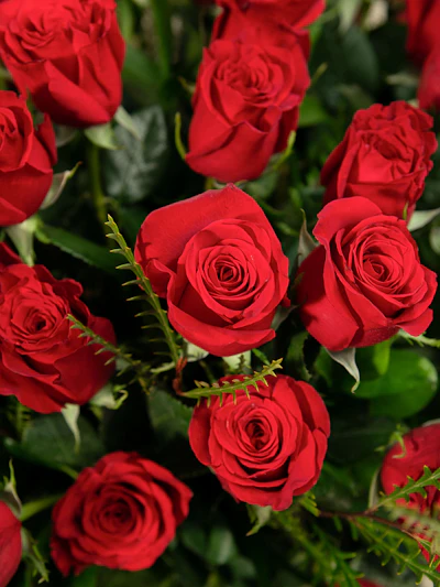 Large Vase of 100 Stunning Long-stem Roses