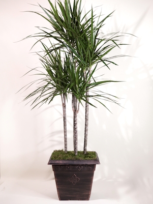 Tall Dracena Tree