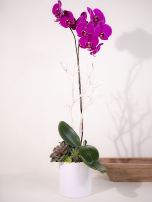 Single Purple Phalaenopsis Orchid- White Ceramic
