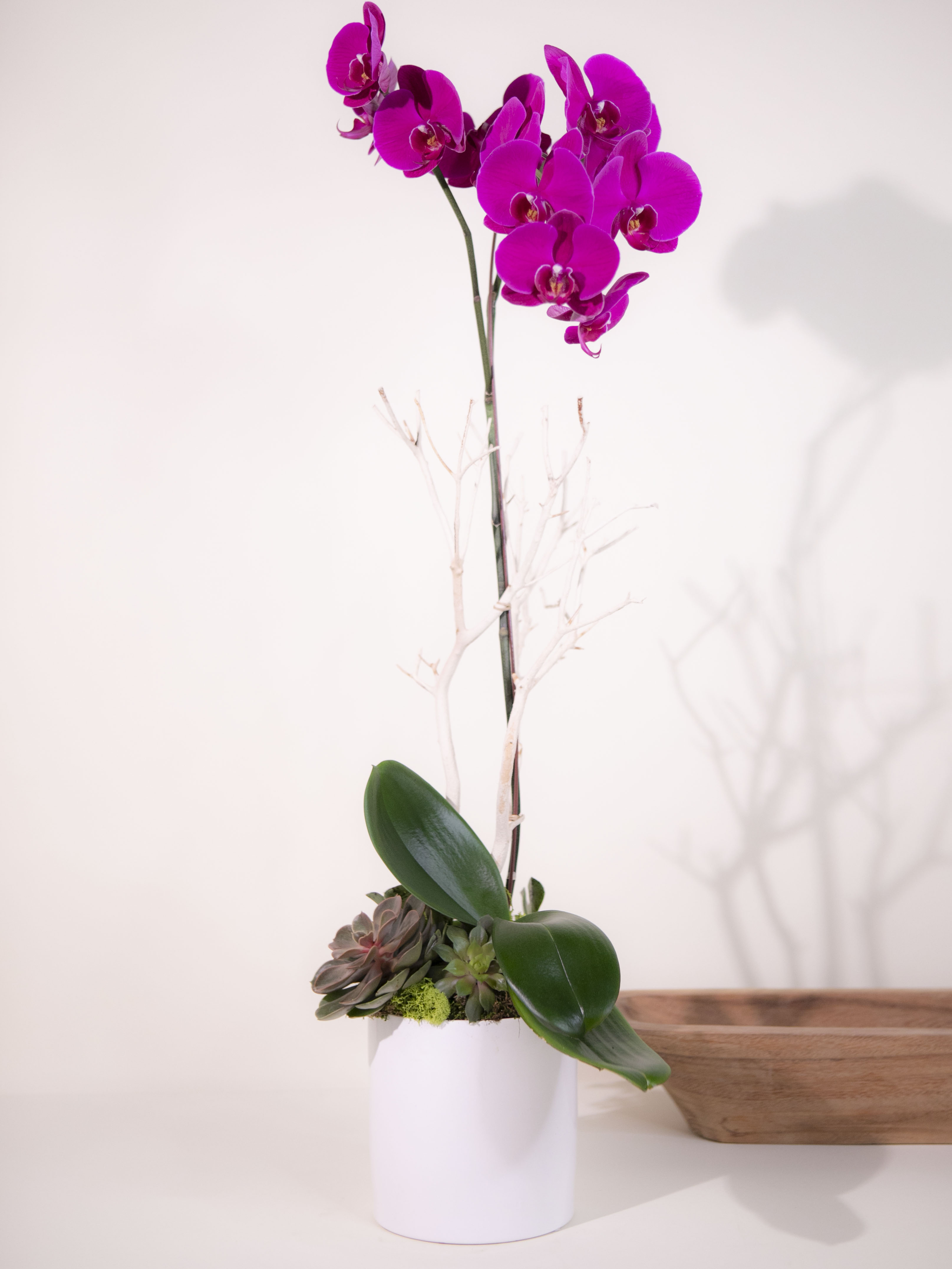 Plante orchidée phalaenopsis original