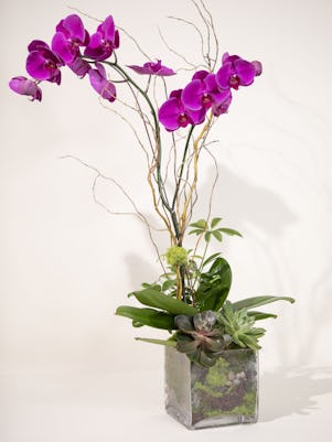 Single Purple Orchid-Clear Glass