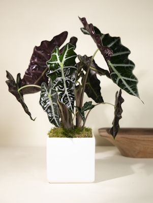 Alocasia Plant