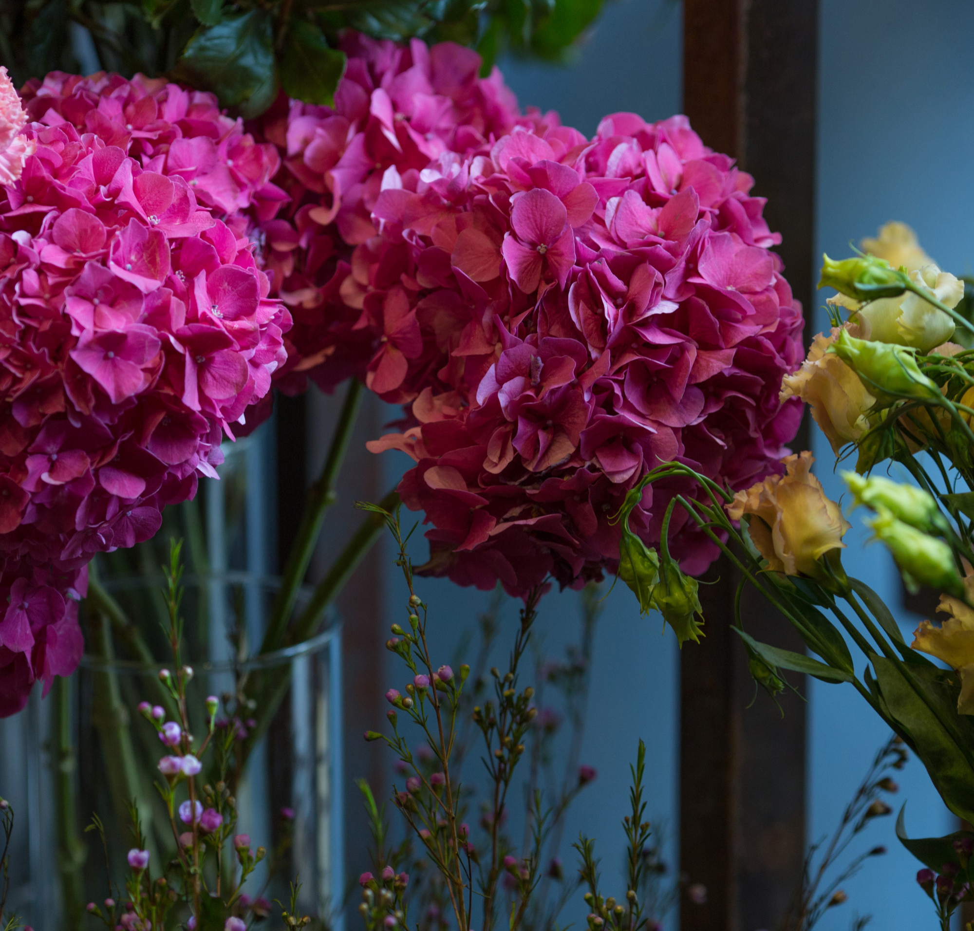 Growing smooth hydrangeas
