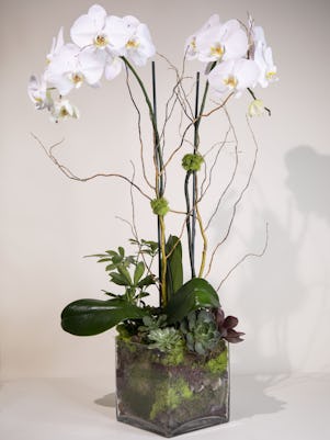 Double White Phalaenopsis Orchids-Clear Glass Vase