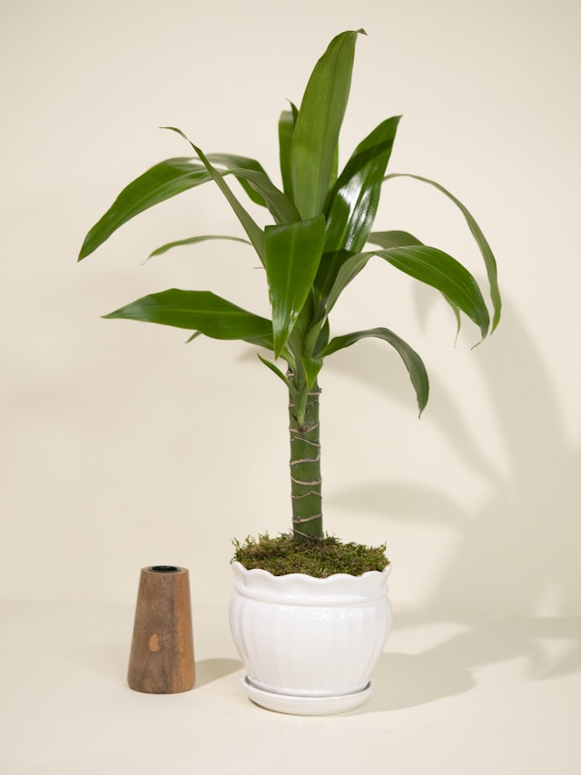 Small Dracaena Lisa Plant