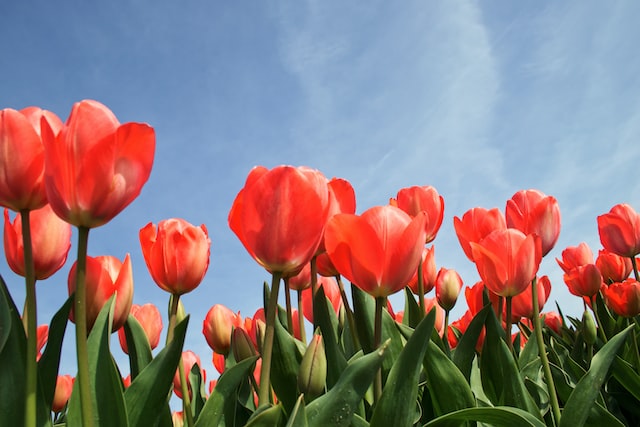 Growing tulips