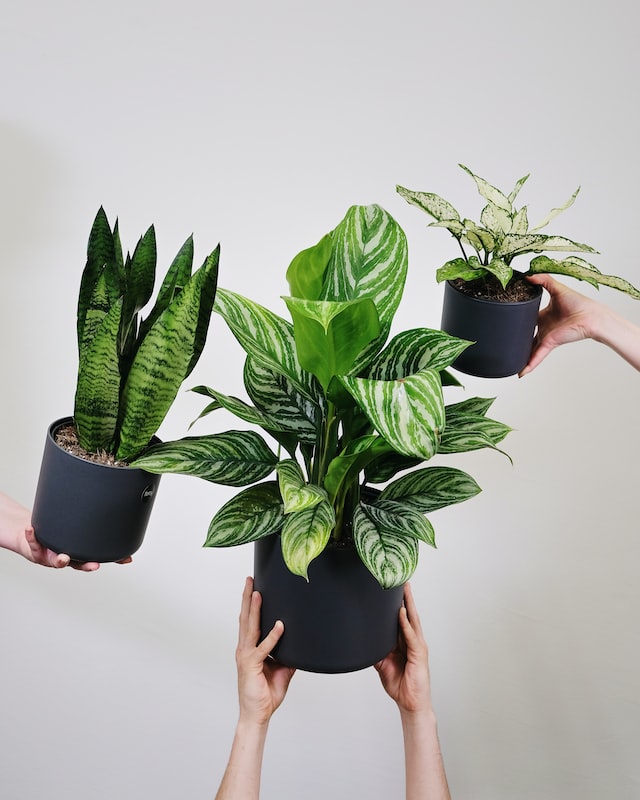 plants for windowless offices