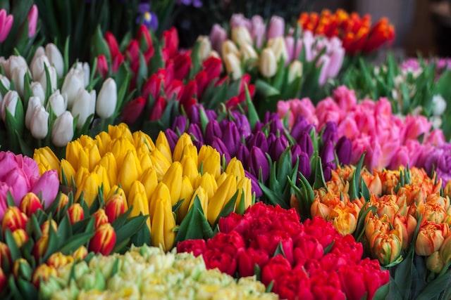 Different colors of tulips