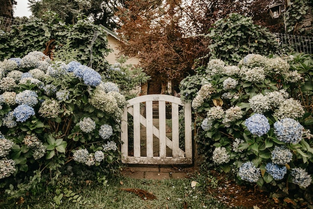 Growing hydrangeas garden gate