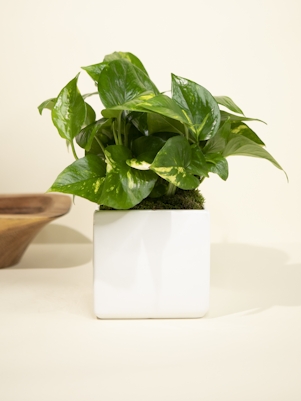 Medium Pothos in White Ceramic