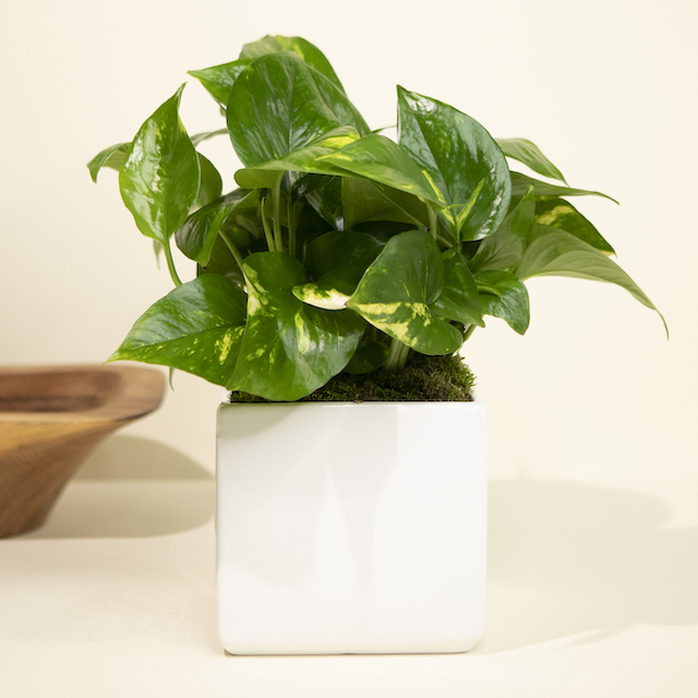 Medium Pothos in White Ceramic