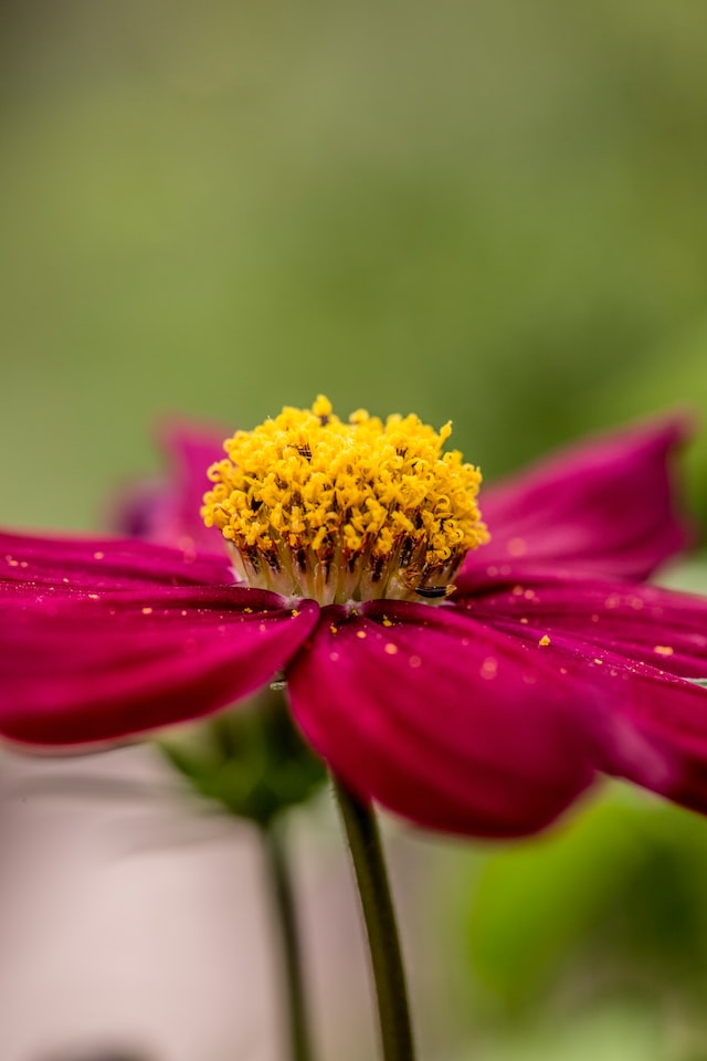 Flower with pollen