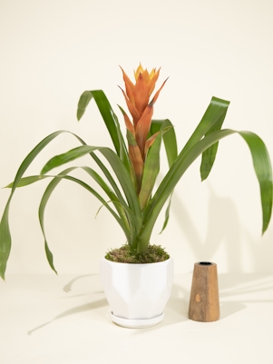 Orange Bromeliad in White Ceramic