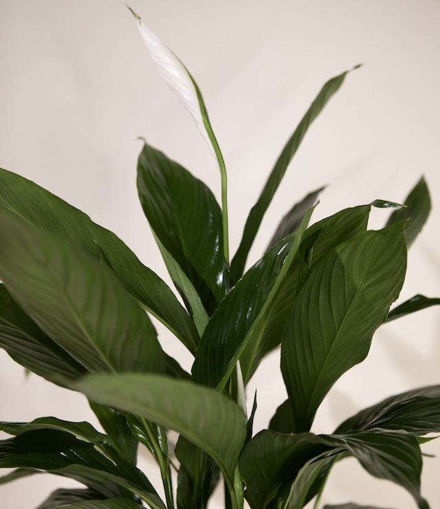 Peace Lily