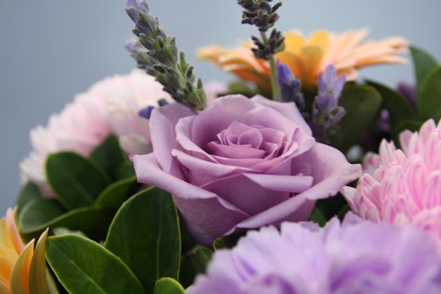 Blooming roses